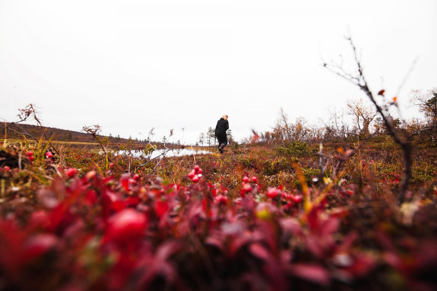 Autumn in Lapland, by nature photographer Marinella Himari