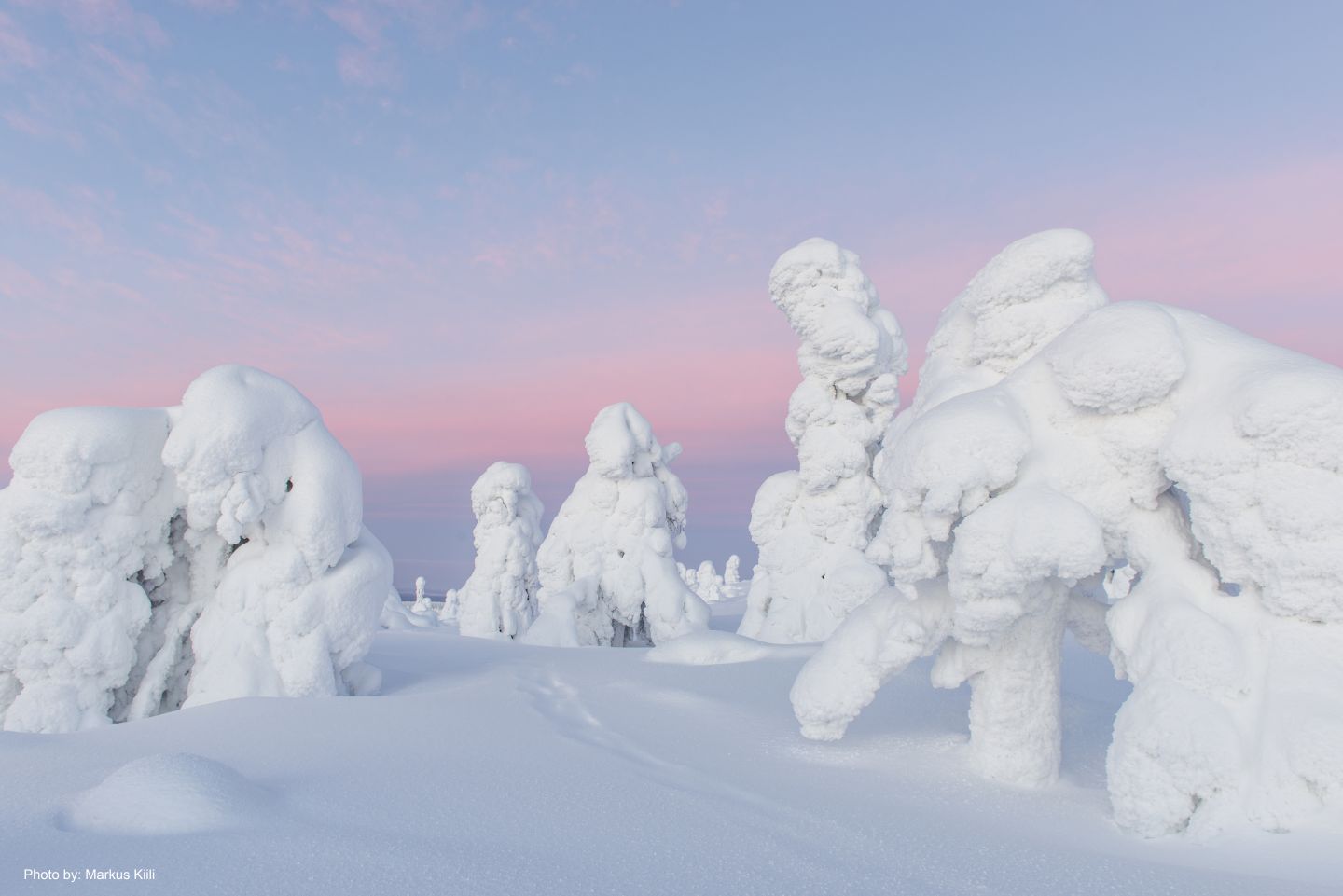 Snow-crowned trees in Riisitunturi National Park in Posio, Finland