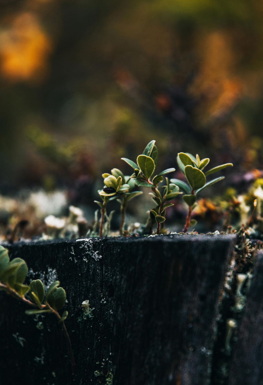 Close-up of a plant by Lapland nature photographer Marinella Himari