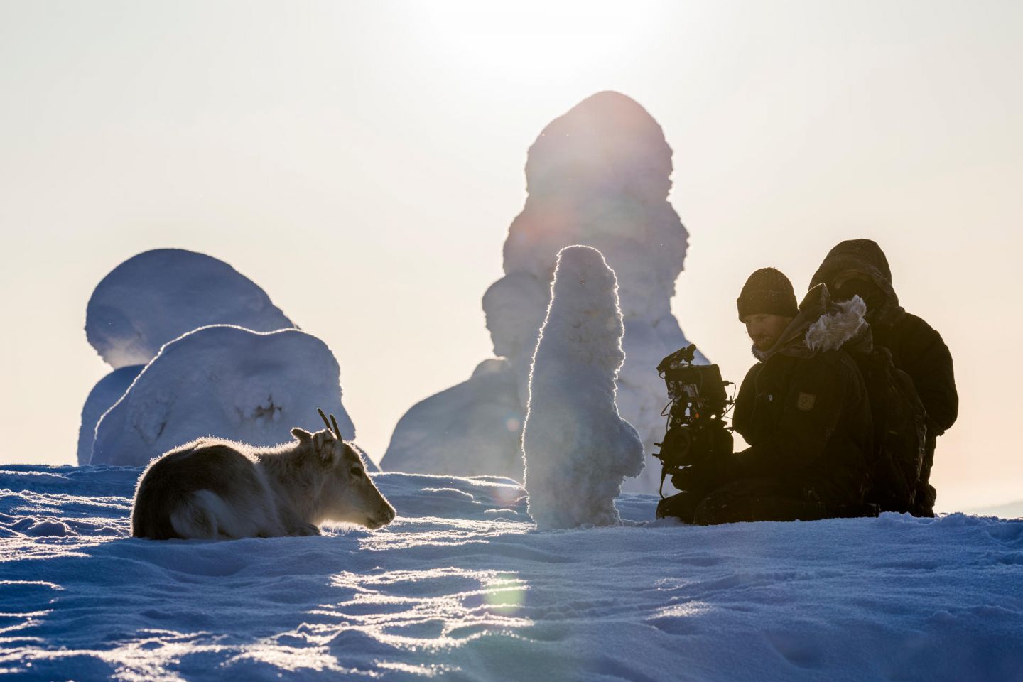 Reindeer lays on snow, from the film Ailo's Journey, filmed in Finnish Lapland