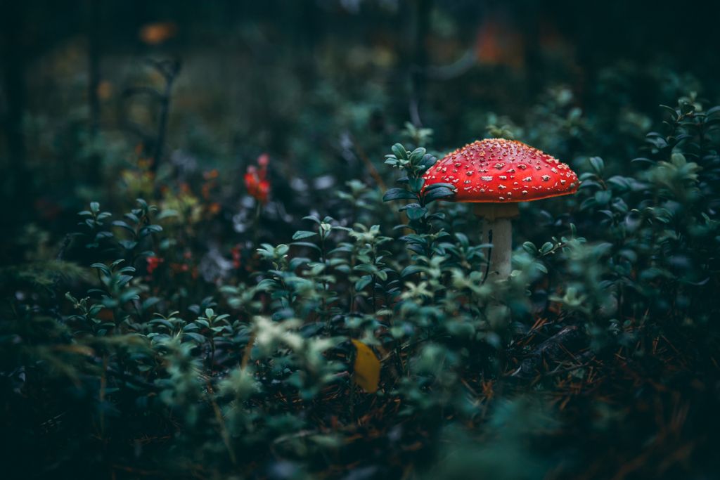 Autumn photographer, Kristof Göttling, small things