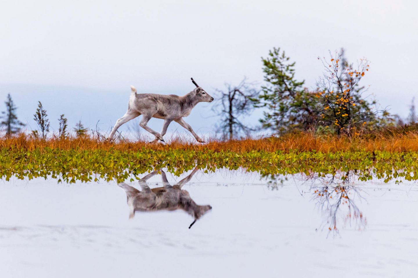 Reindeer reflected in the water, from the film Ailo's Journey, filmed in Finnish Lapland