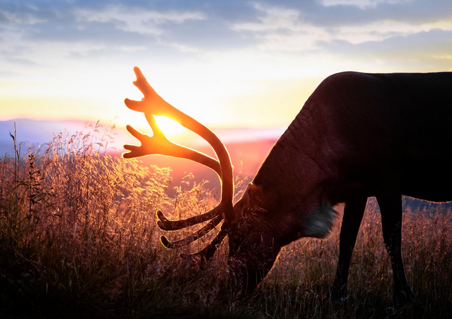 Reindeer eating at sundown in Finnish Lapland