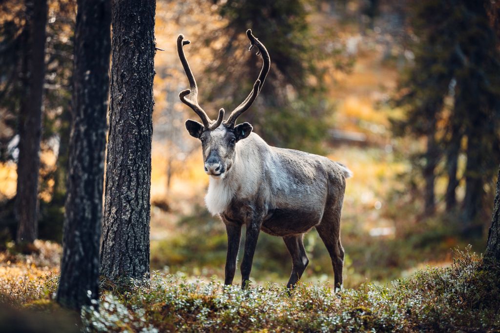 Autumn photographer, reindeer Lapland
