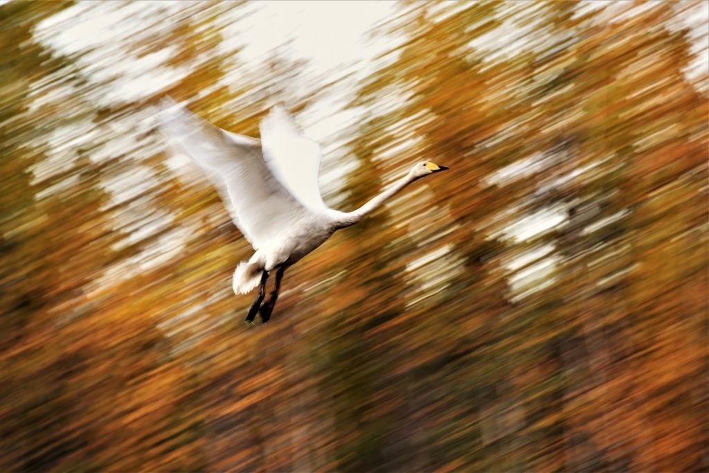 Whooper Swan - Lapland wilderness photographer