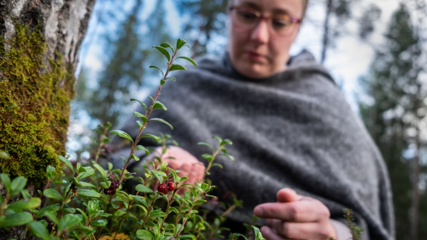 Puolukkaa ja Wild from Arctic -yrittäjä Sanna Jämsä