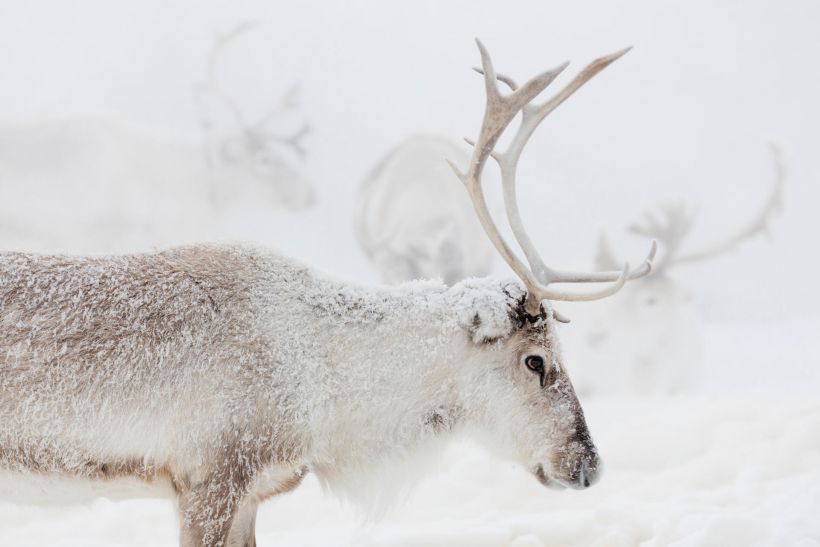Reindeer in winter in Lapland, from the filming of Ailo's Journey