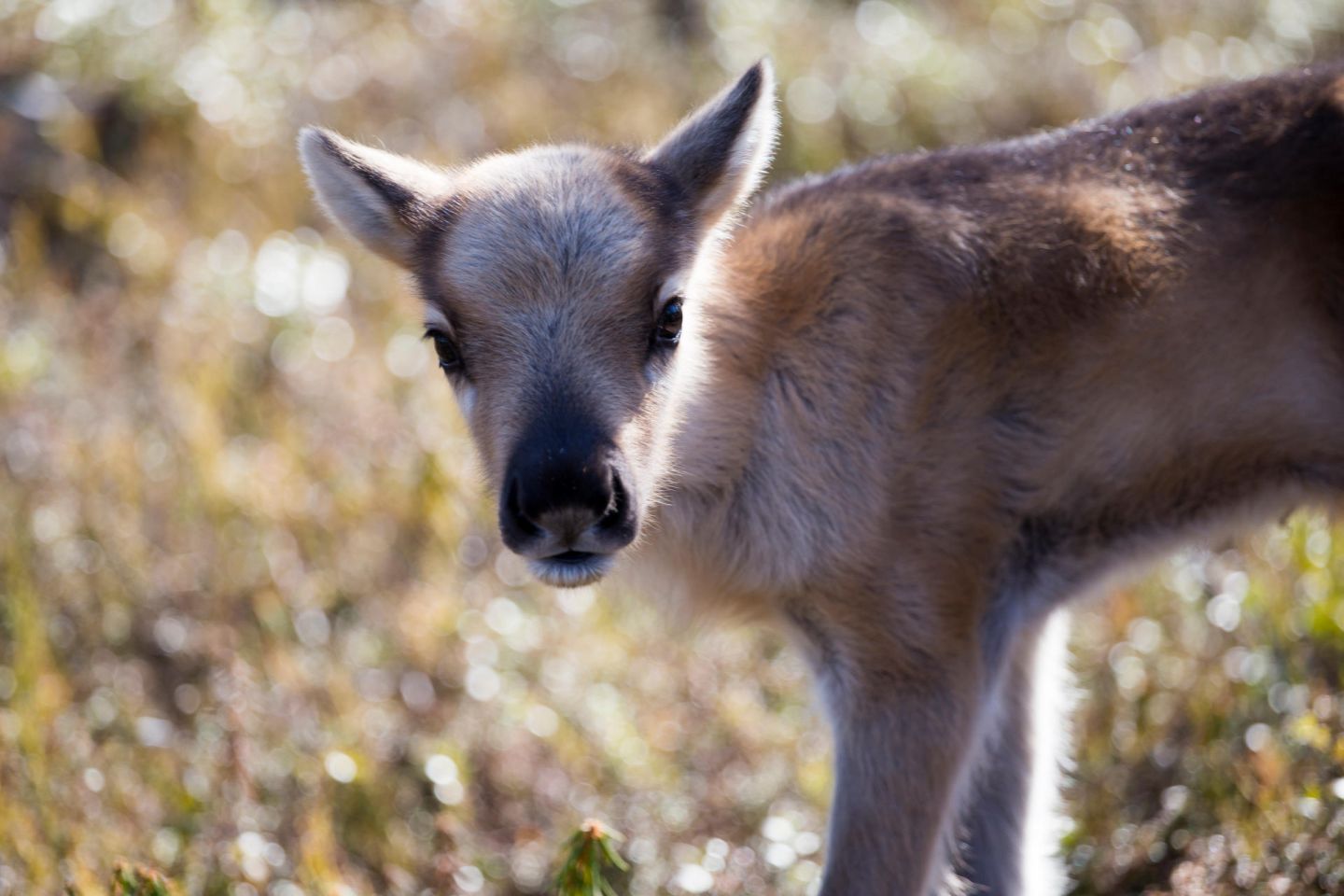 Reindeer calf in spring in Lapland