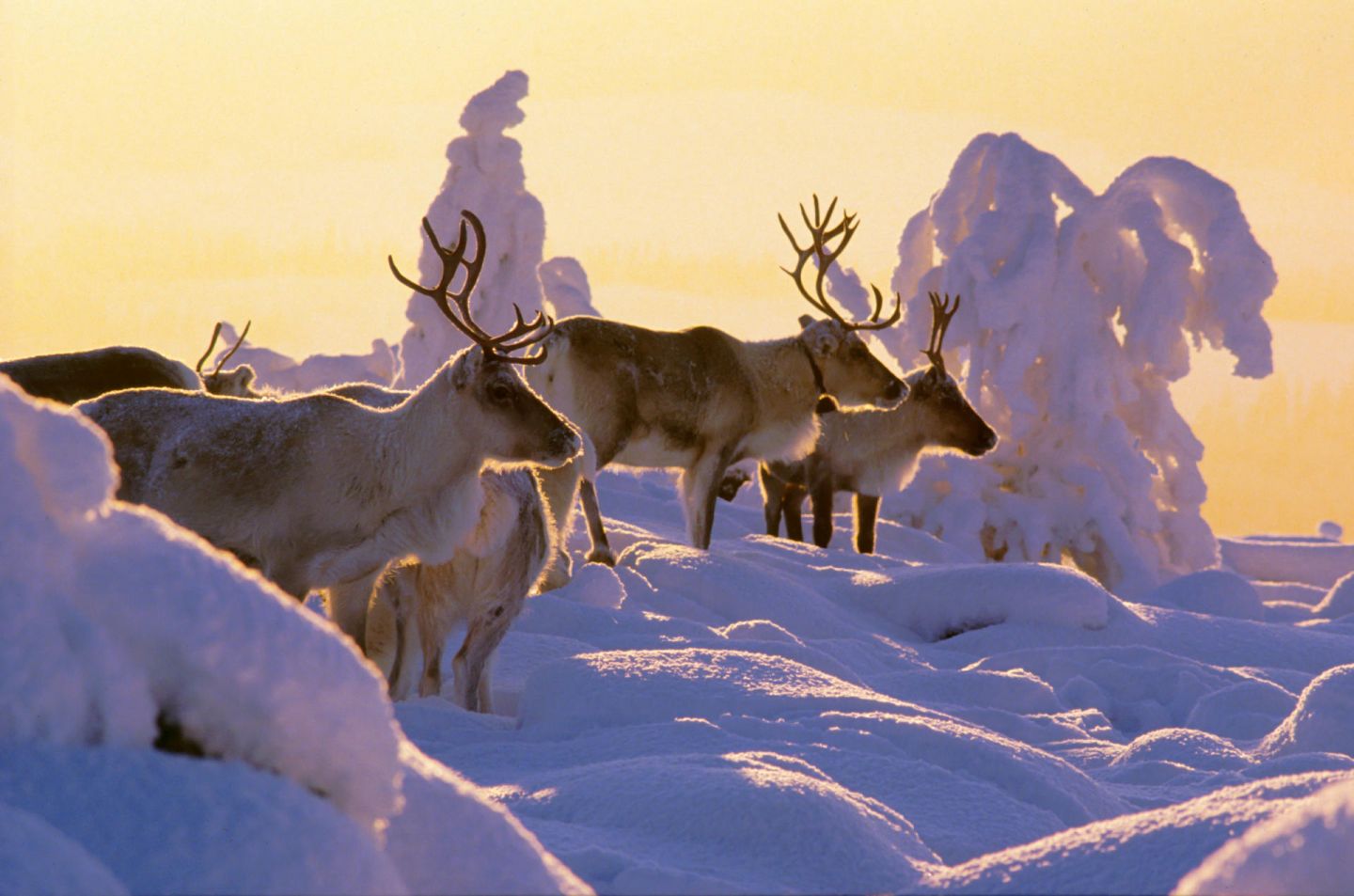 Reindeer enjoying the snowy fields in Lapland in winter