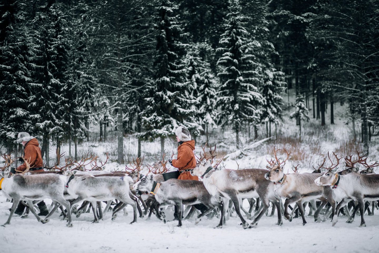 Reindeer herders in Ruka-Kuusamo, Finland