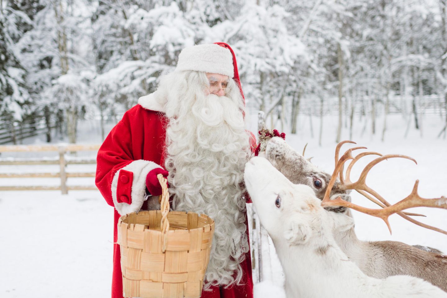 Santa feeding his reindeer