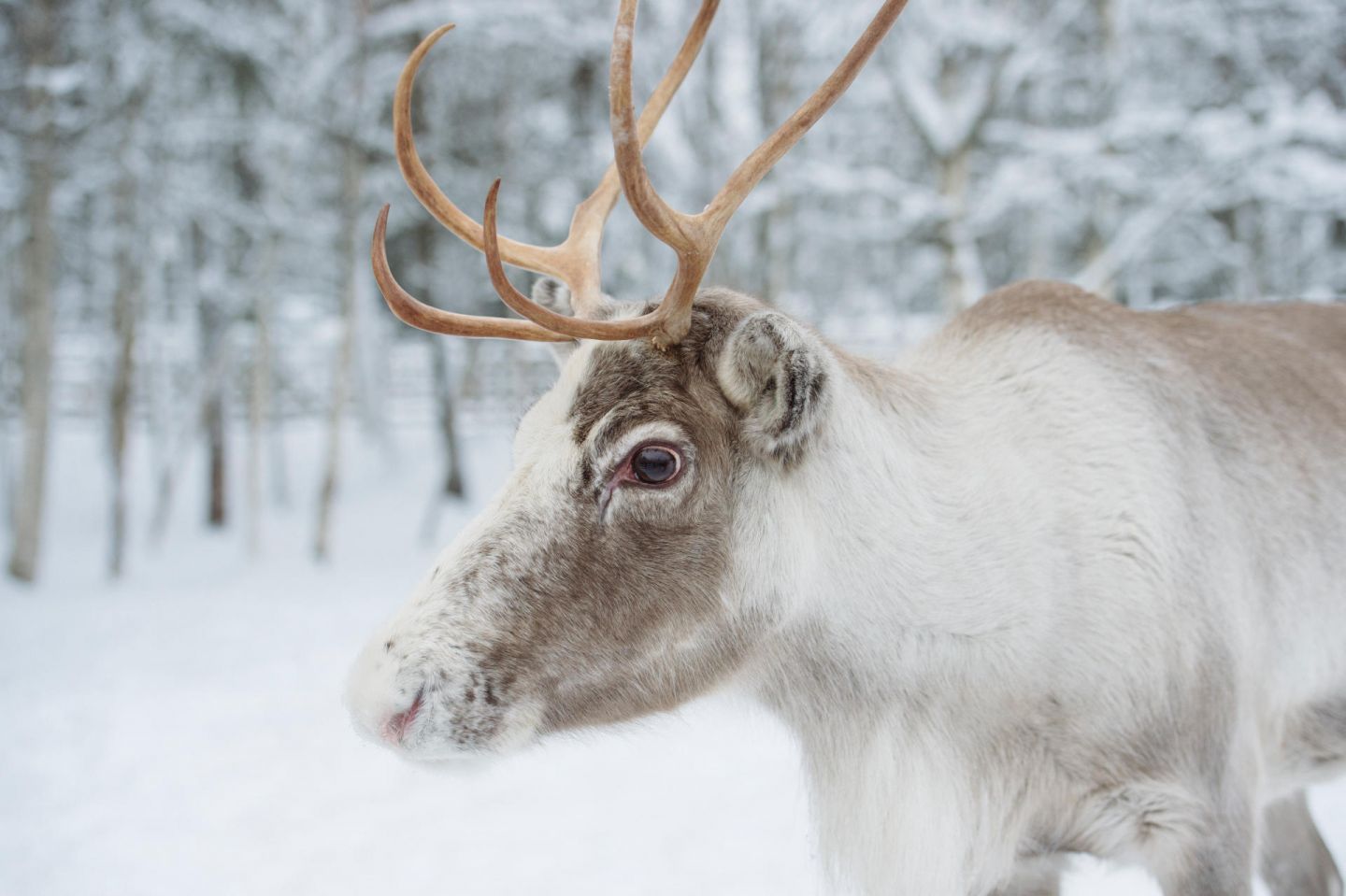 Reindeer by the road in Rovaniemi, Lapland