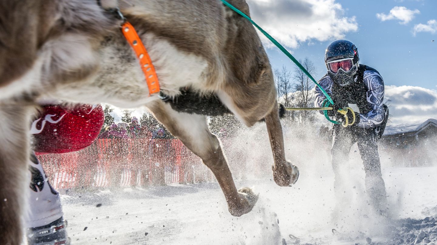 Reindeer race in Lapland, Sata Claus Reindeer
