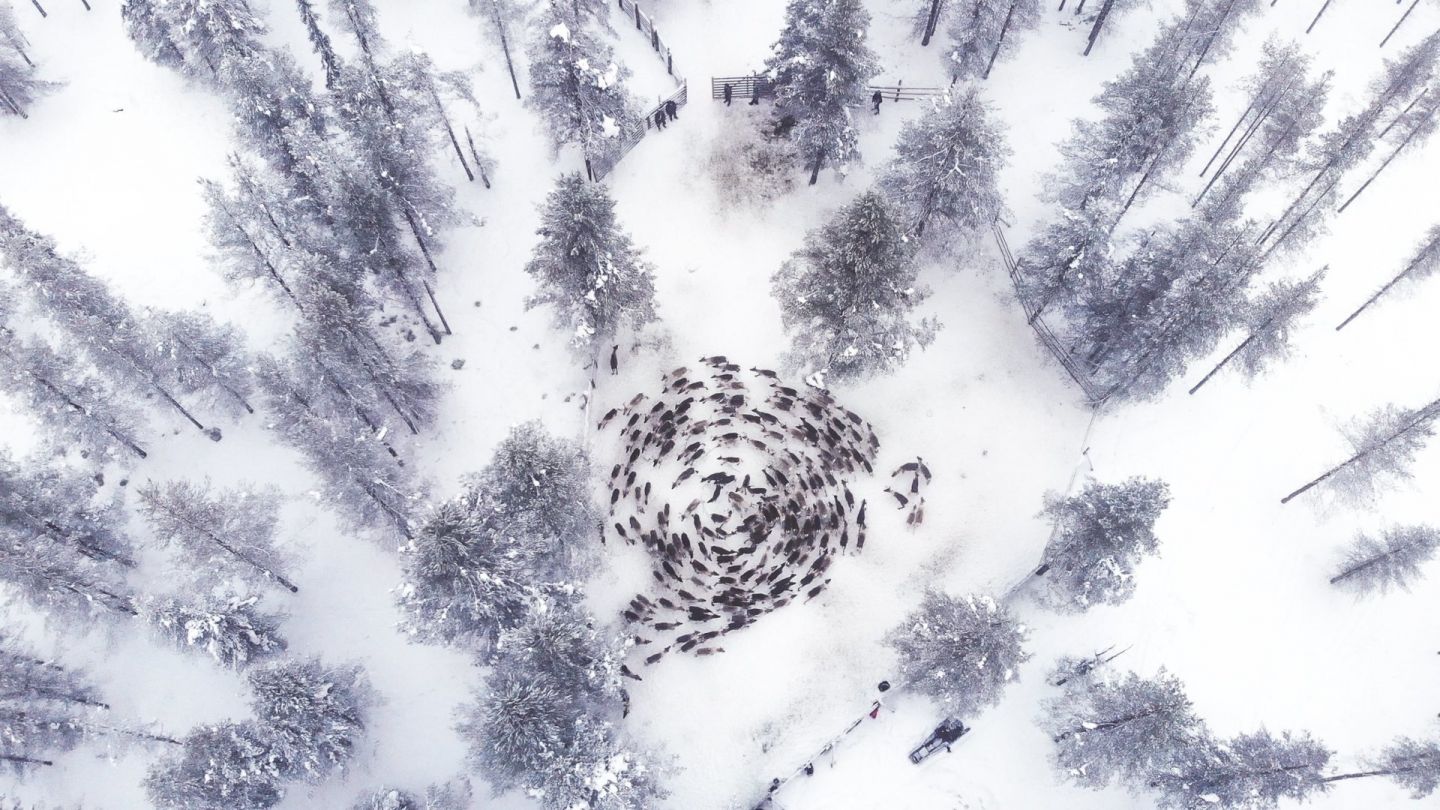 A reindeer cyclone in Savukoski-Korvatunturi, Finland