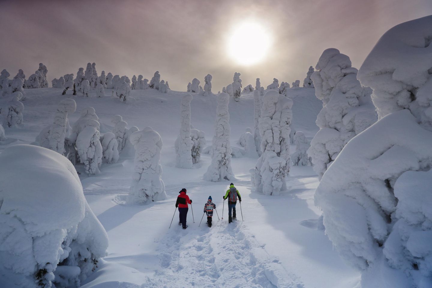 Snowy forest under the winter sun in Lapland