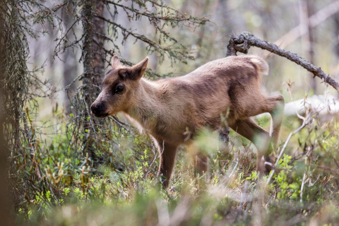 Ailo runs through the forest in Posio, Lapland