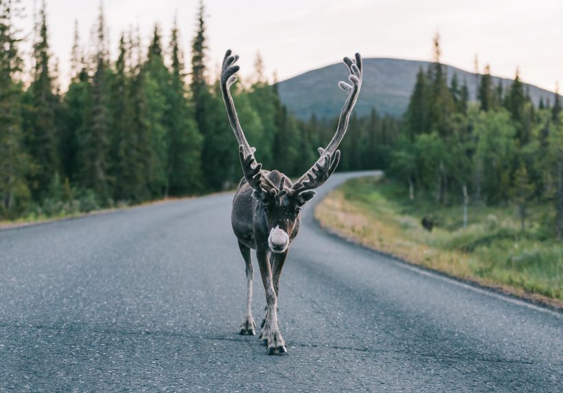 Reindeer on the road in Pallas, Lapland