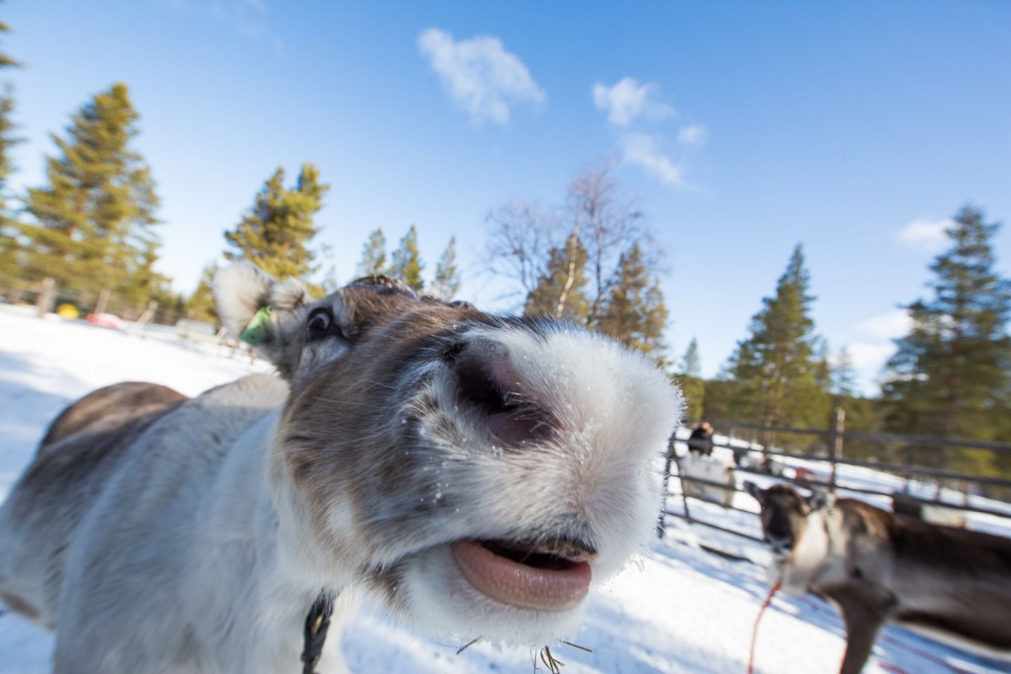 A curious reindeer at a farm in Inari-Saariselkä, Finland