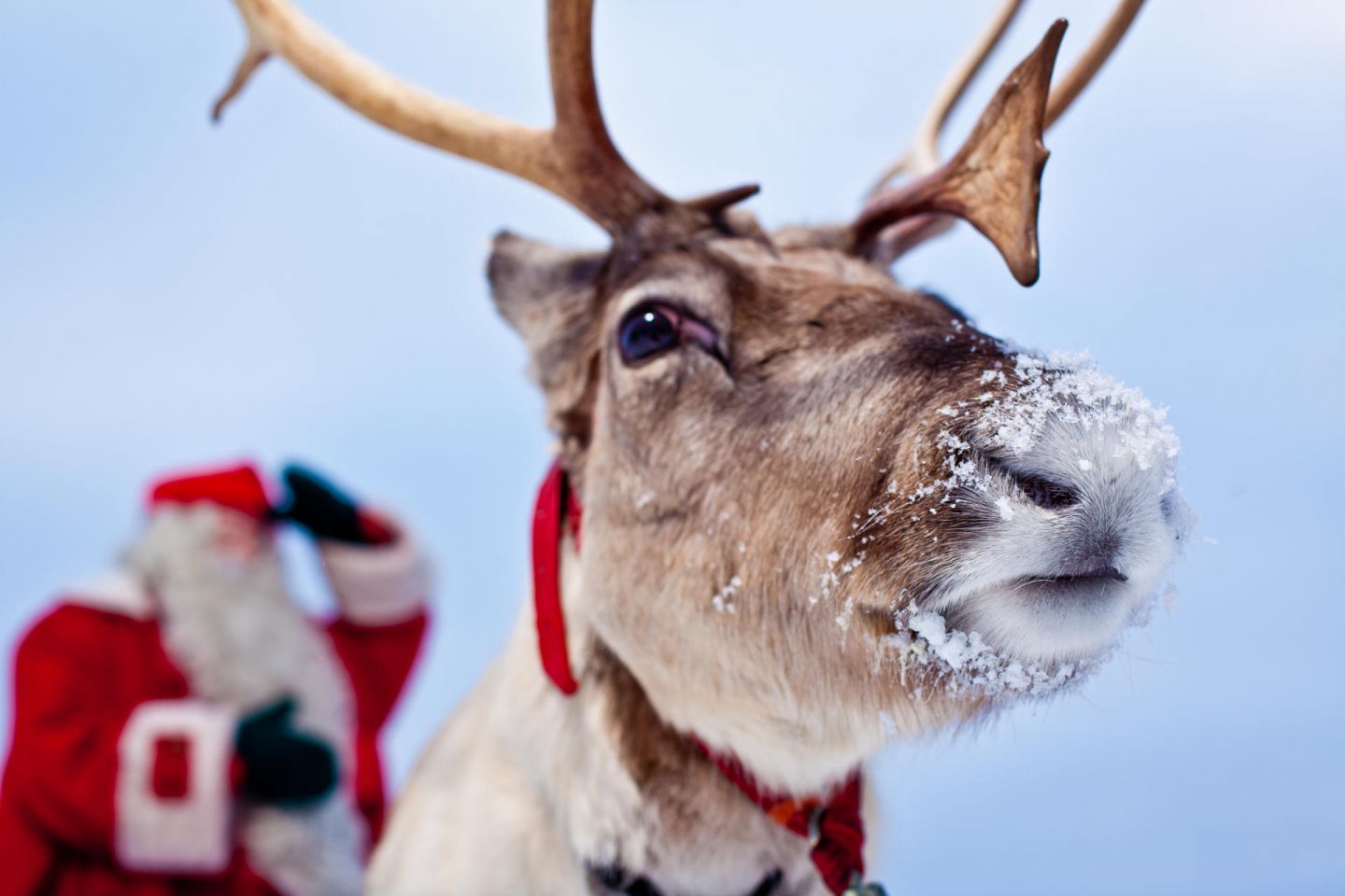 Santa Claus & his reindeer