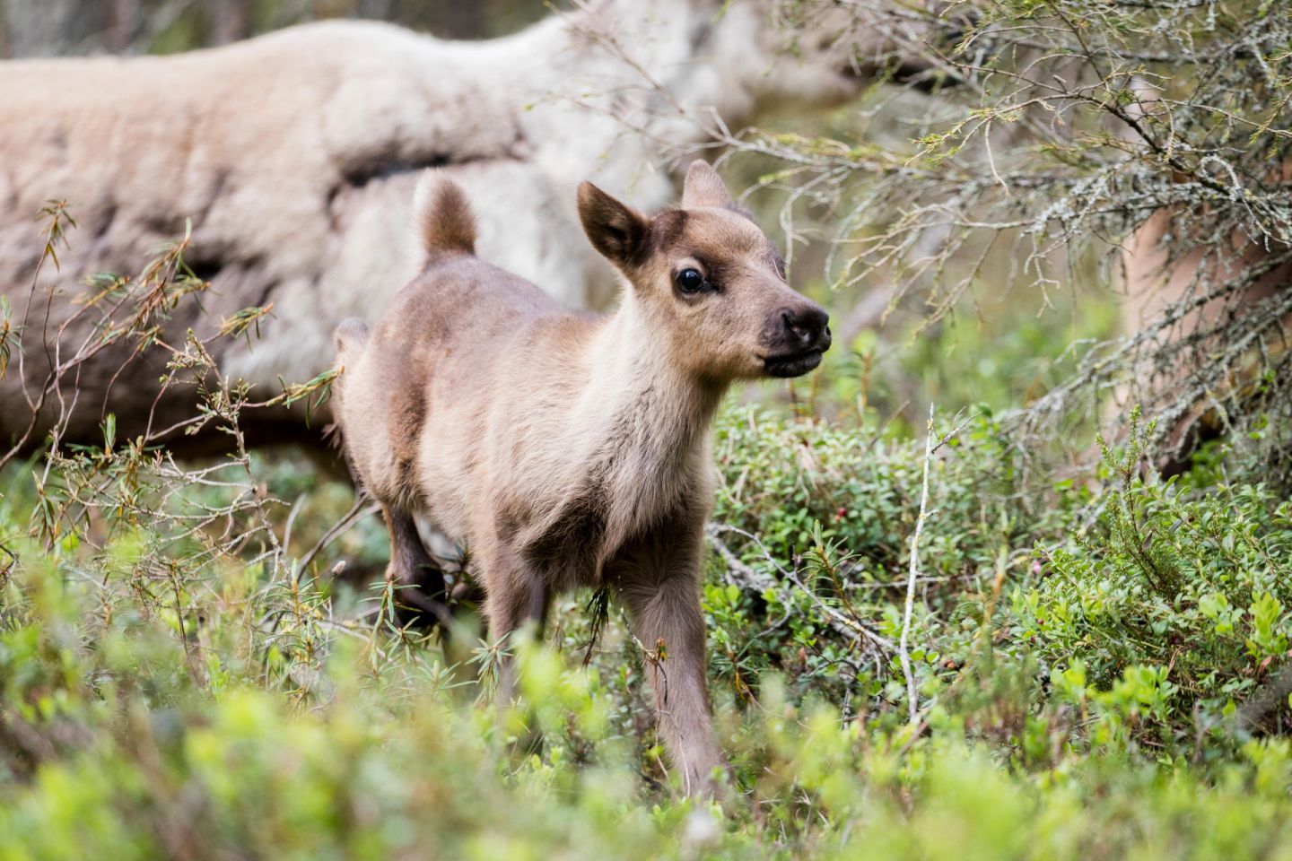 Young reindeer in spring in Lapland