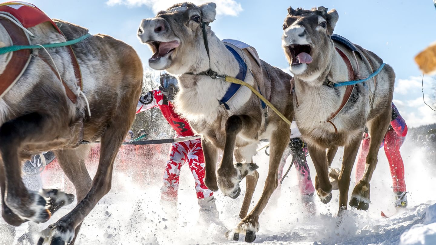 Reindeer race in Lapland, Sata Claus Reindeer