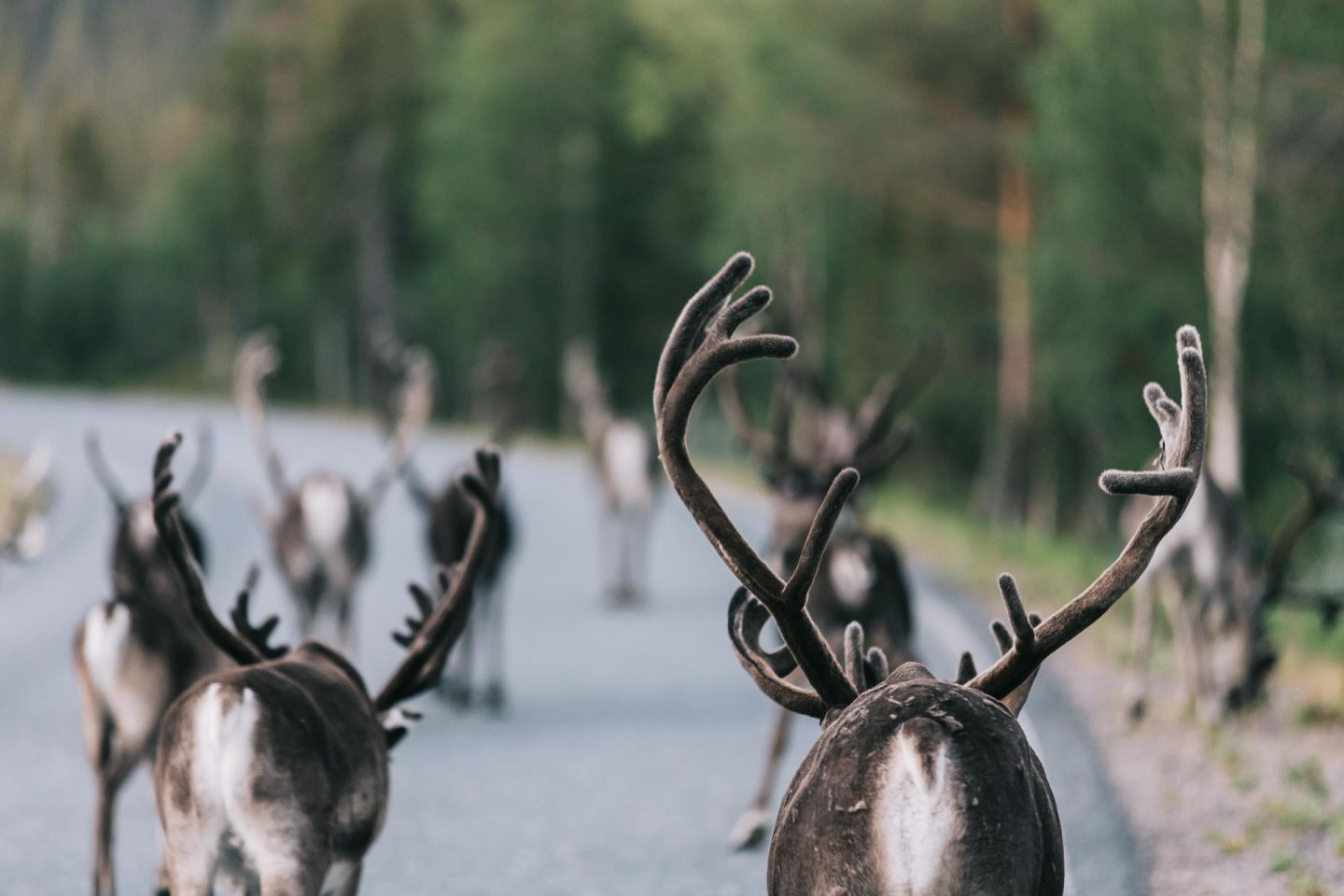 Reindeer on the road in Pallas, Lapland