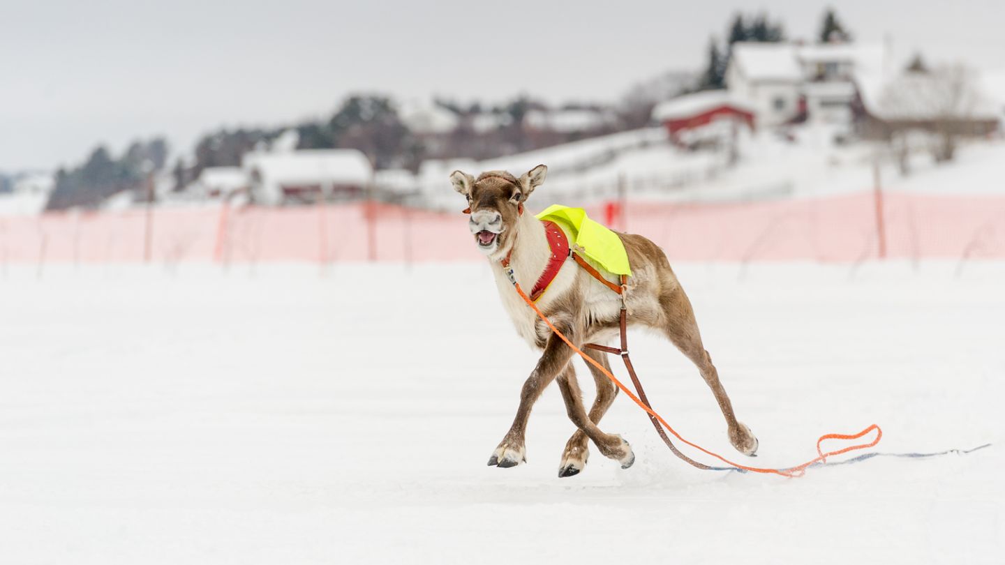 Reindeer race in Lapland, Sata Claus Reindeer