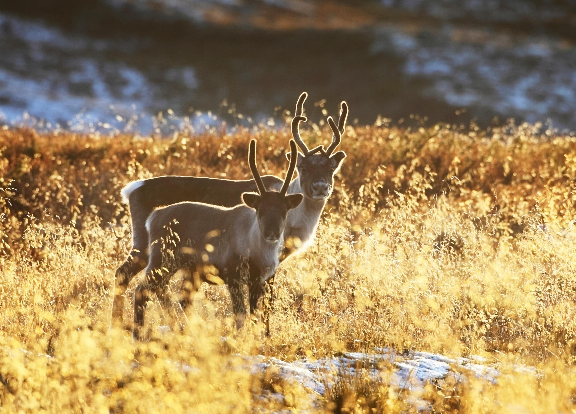 Year of the Reindeer - Reindeer Facts & Fun | Visit Finnish Lapland