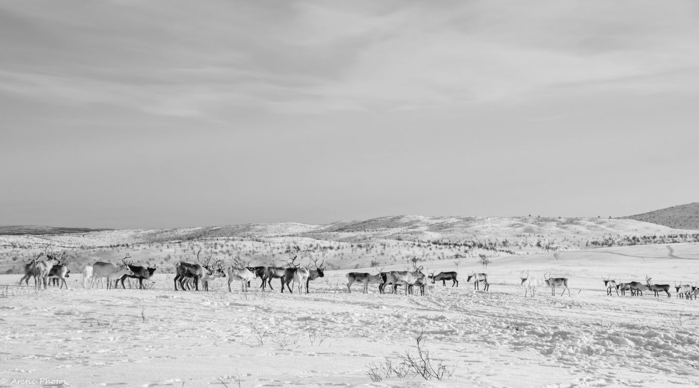 Reindeer in Utsjoki, Lapland