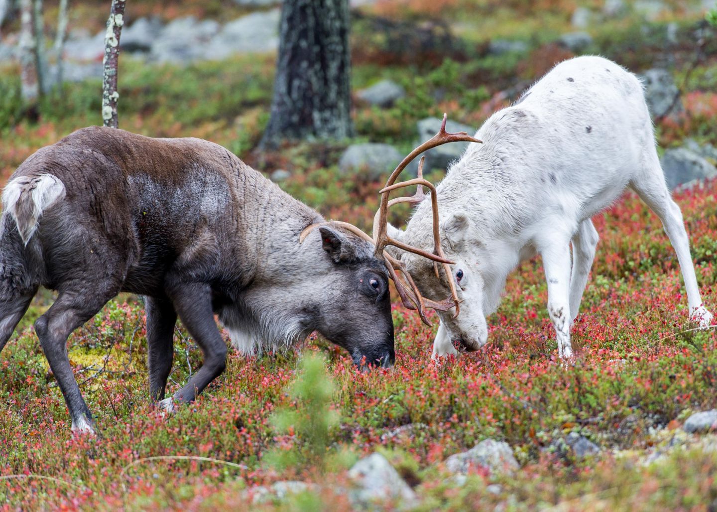 Reindeer facing (antlering) off during rutting season in autumn in Lapland