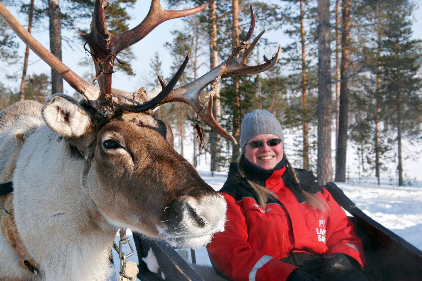 Enjoying a reindeer ride in Lapland