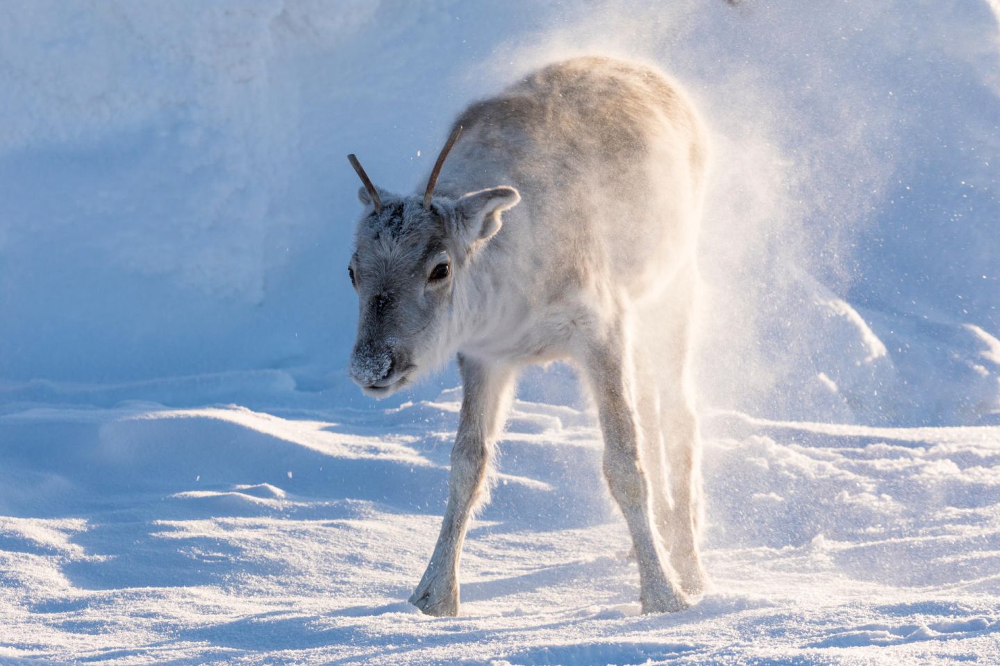 Young reindeer in winter in Lapland, from the filming of Ailo's Journey