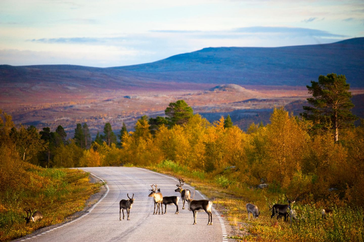 Reindeer on the road in Lapland