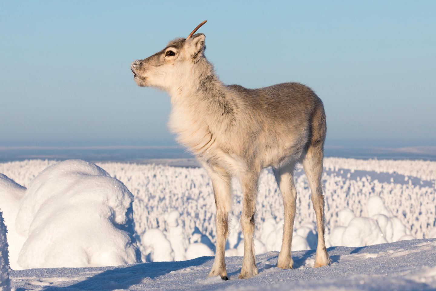 Ailo stands atop a fell in Posio, Lapland