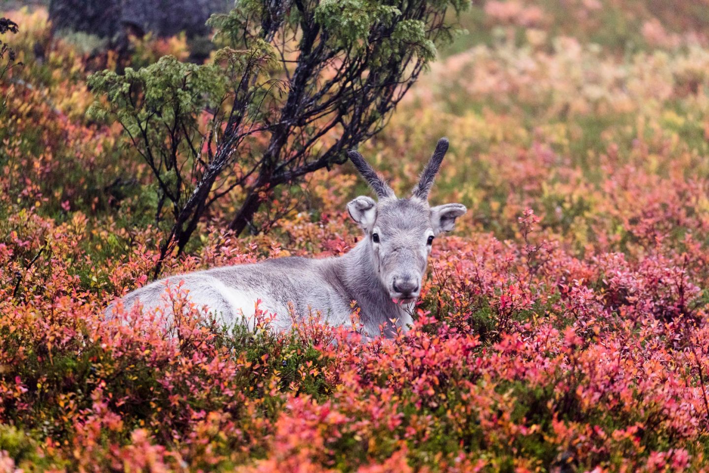 Ailo resting in the forest in Posio, Lapland