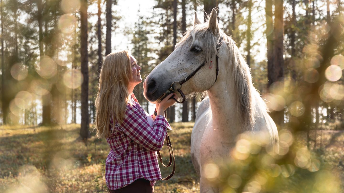 Animal tourism in Lapland