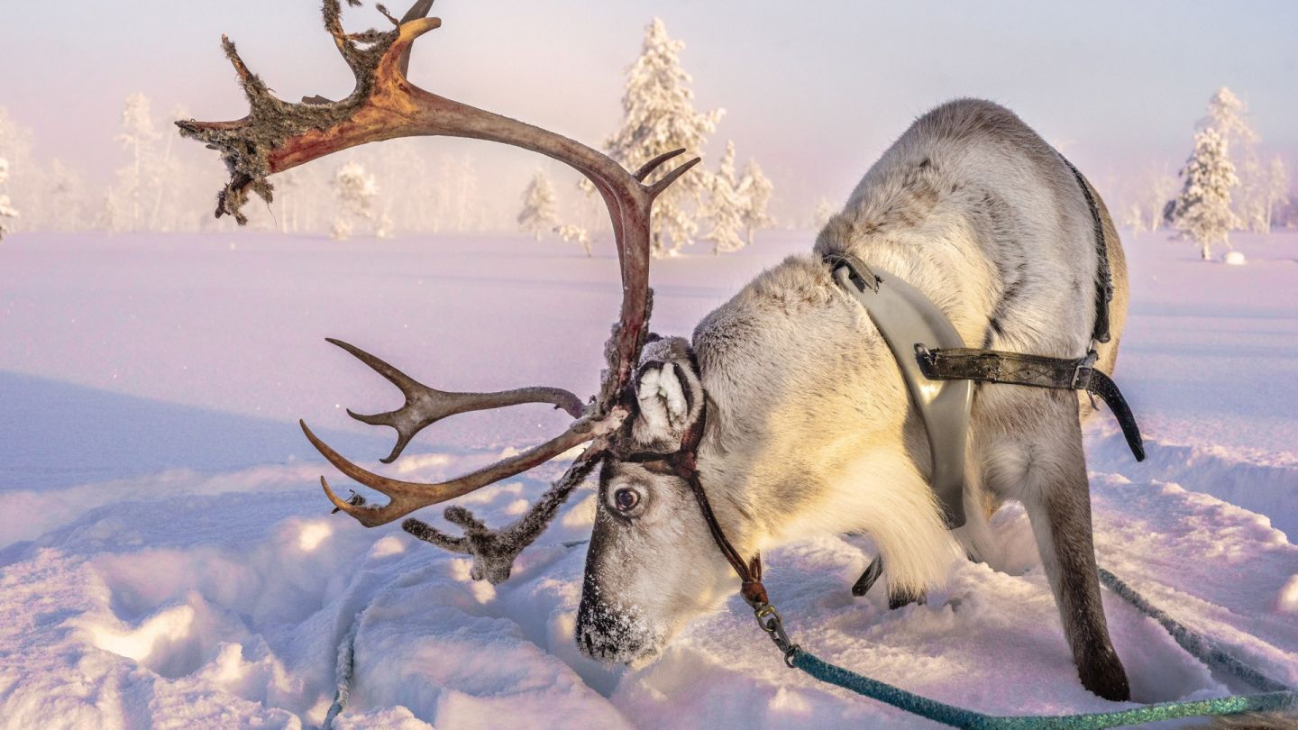 Salla Reindeer Park, Lapland Winter Bucket List