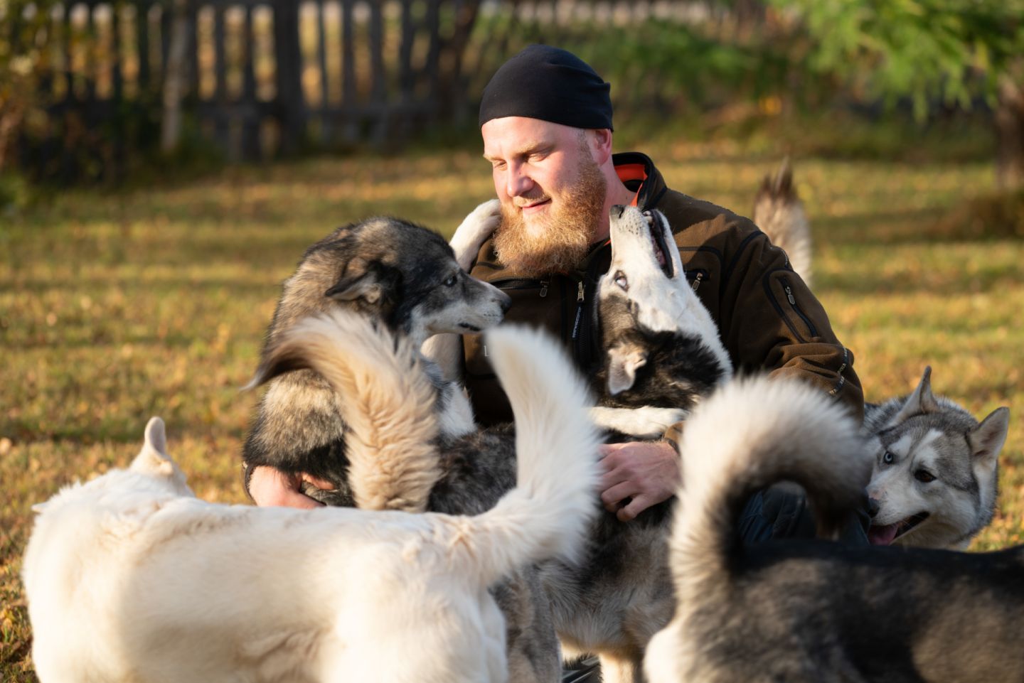 happy puppers at Kota Husky in Posio, a responsible animal tourism attraction