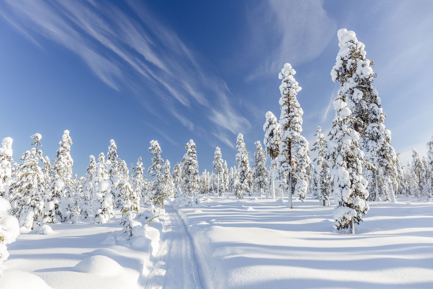 Snowy trees in forest in Rovaniemi