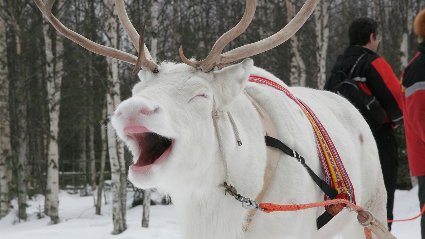 Animal Tourism in Lapland, Finland