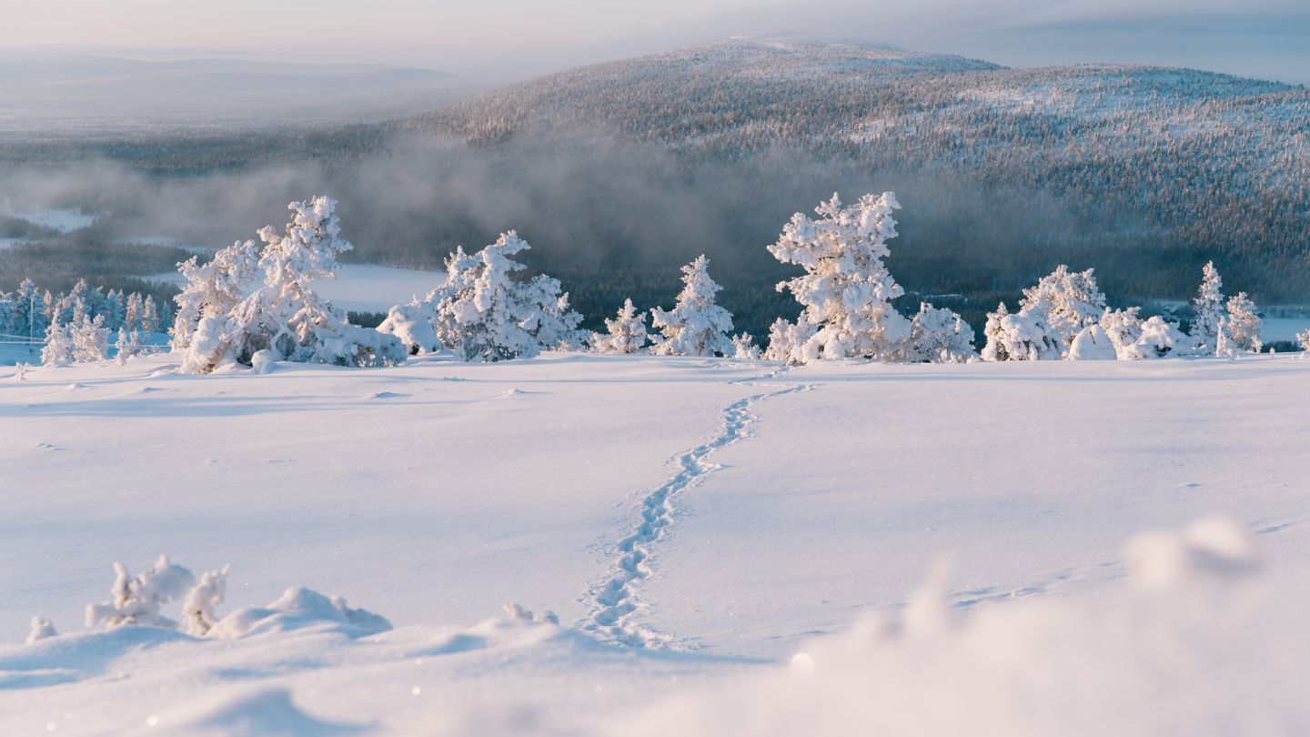 Levi winter, Snow Flower, Finland Lapland