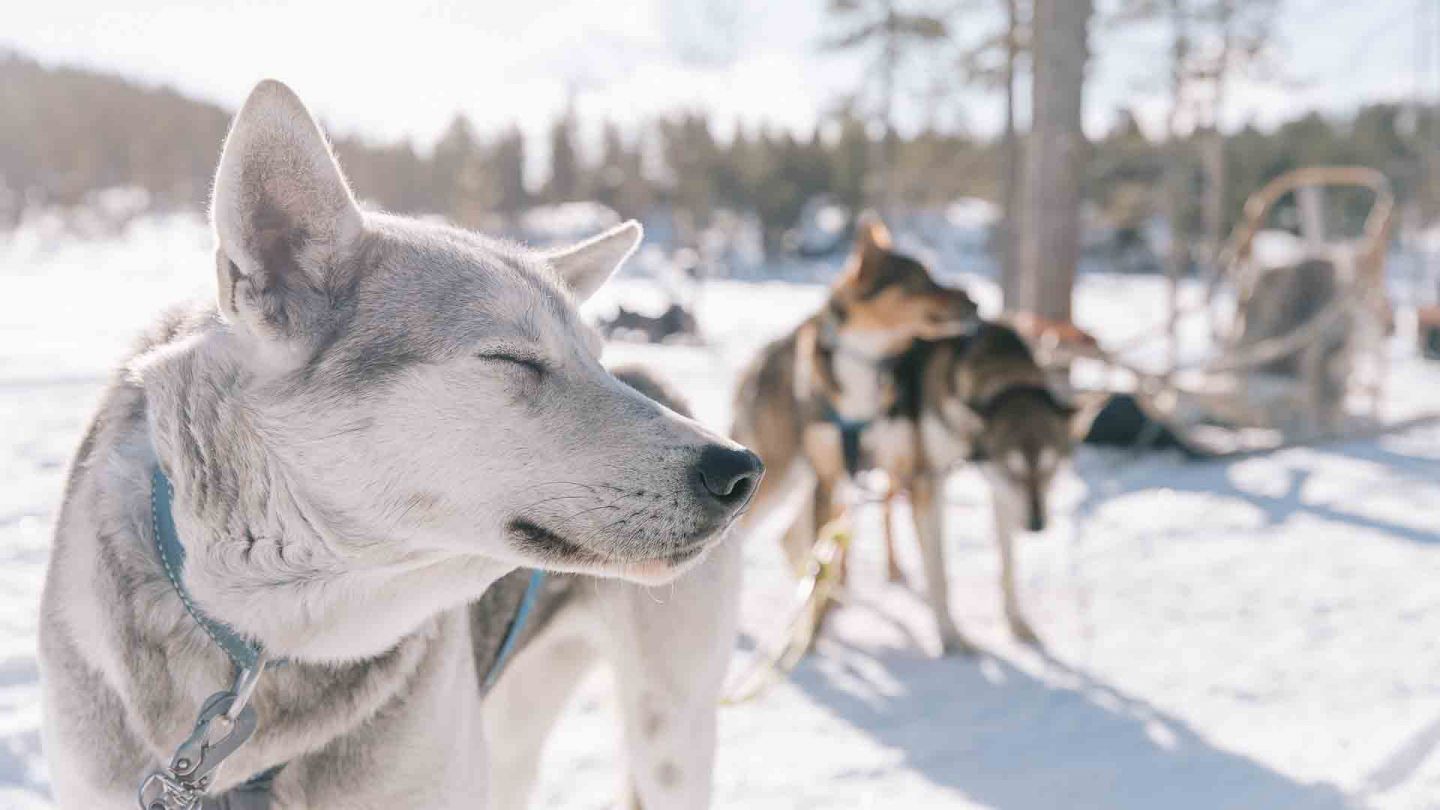 Animal Tourism in Lapland, Finland