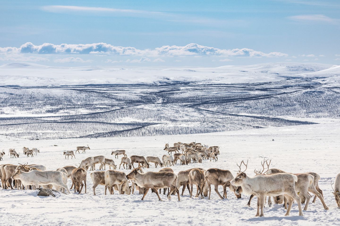 Reindeer in Enontekiö, Lapland, Finland