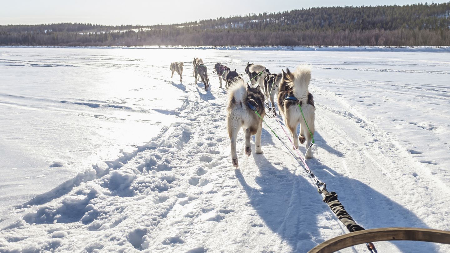 Koiravaljakko jäällä