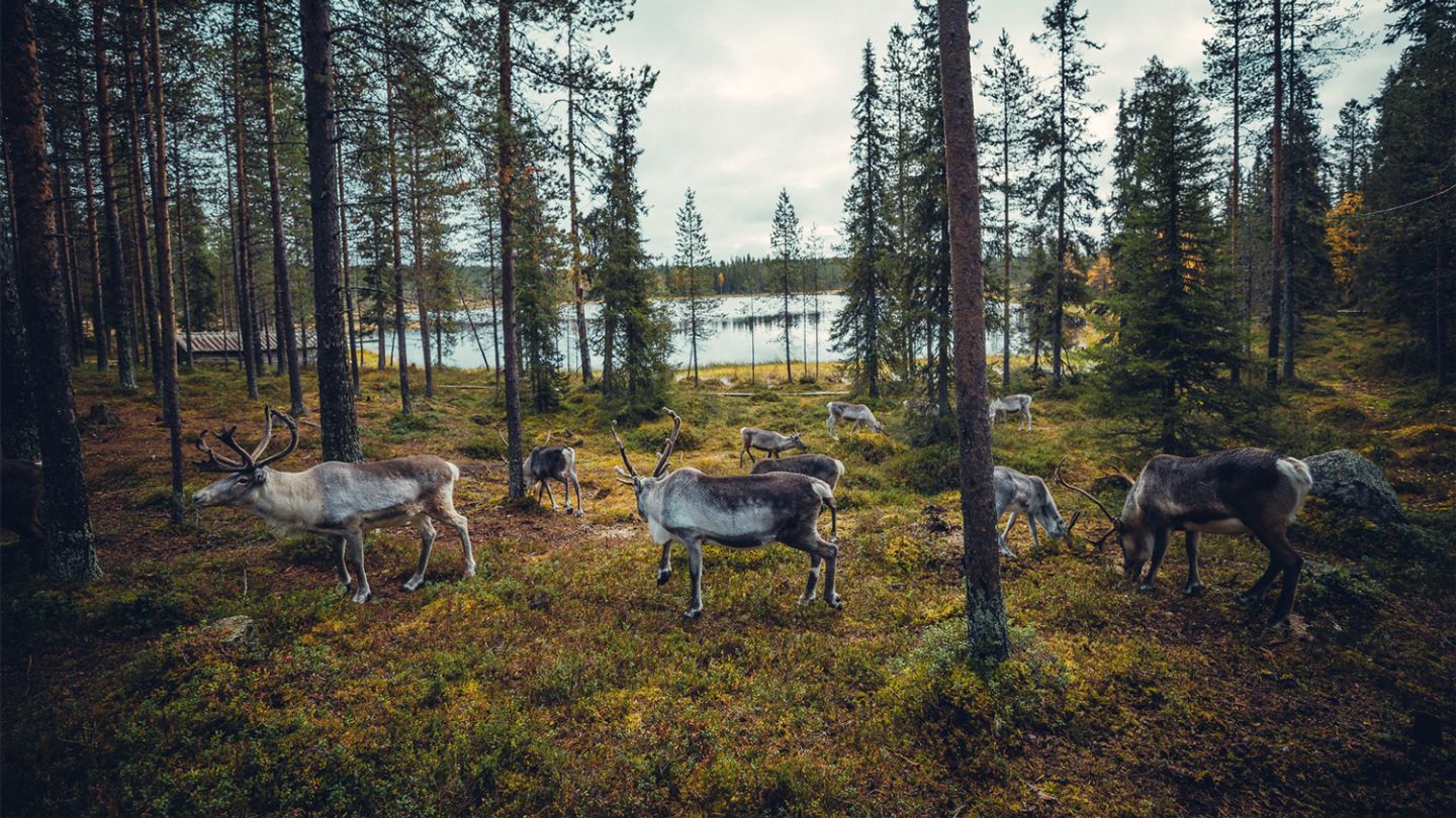 Salla Reindeer Park, remote holiday destination