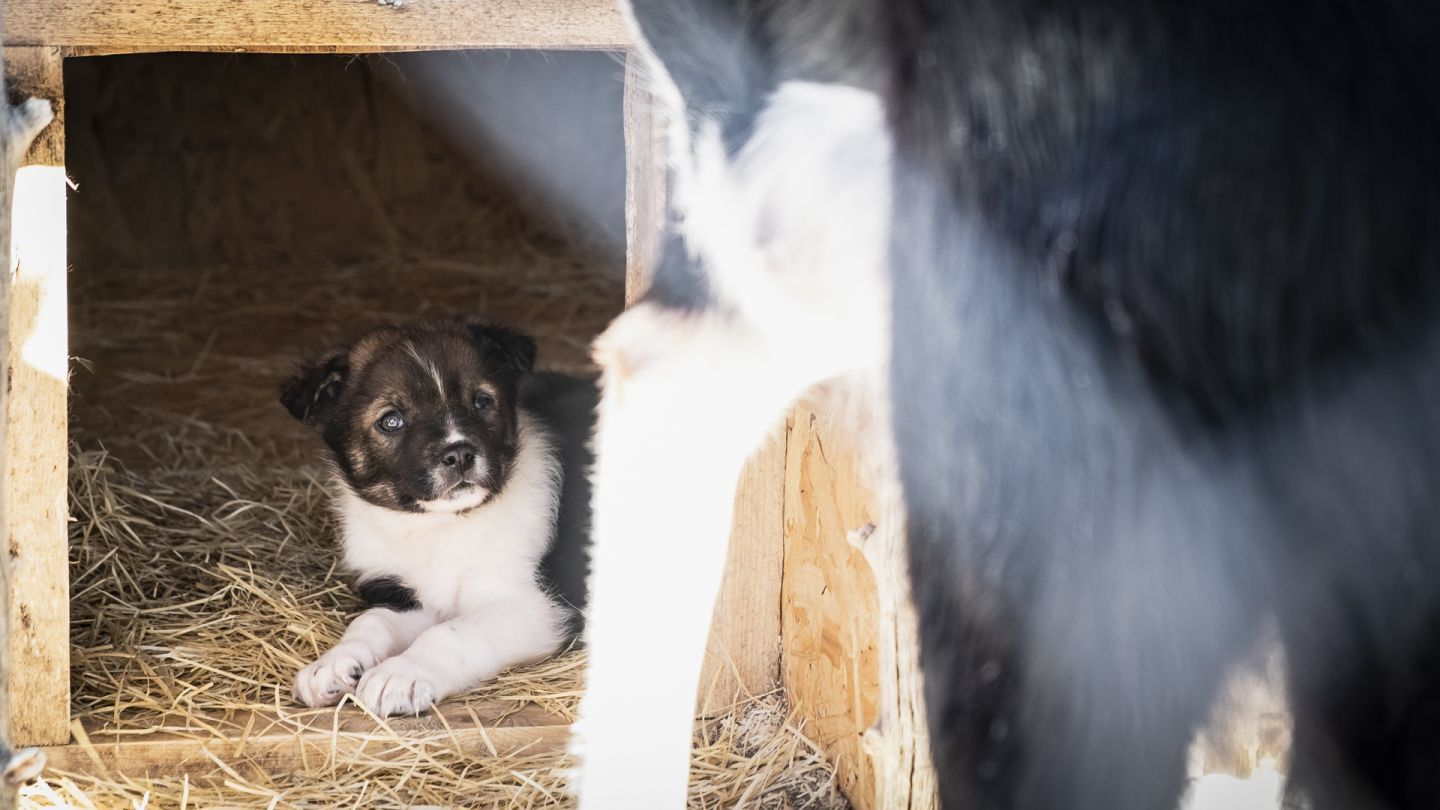 husky puppy