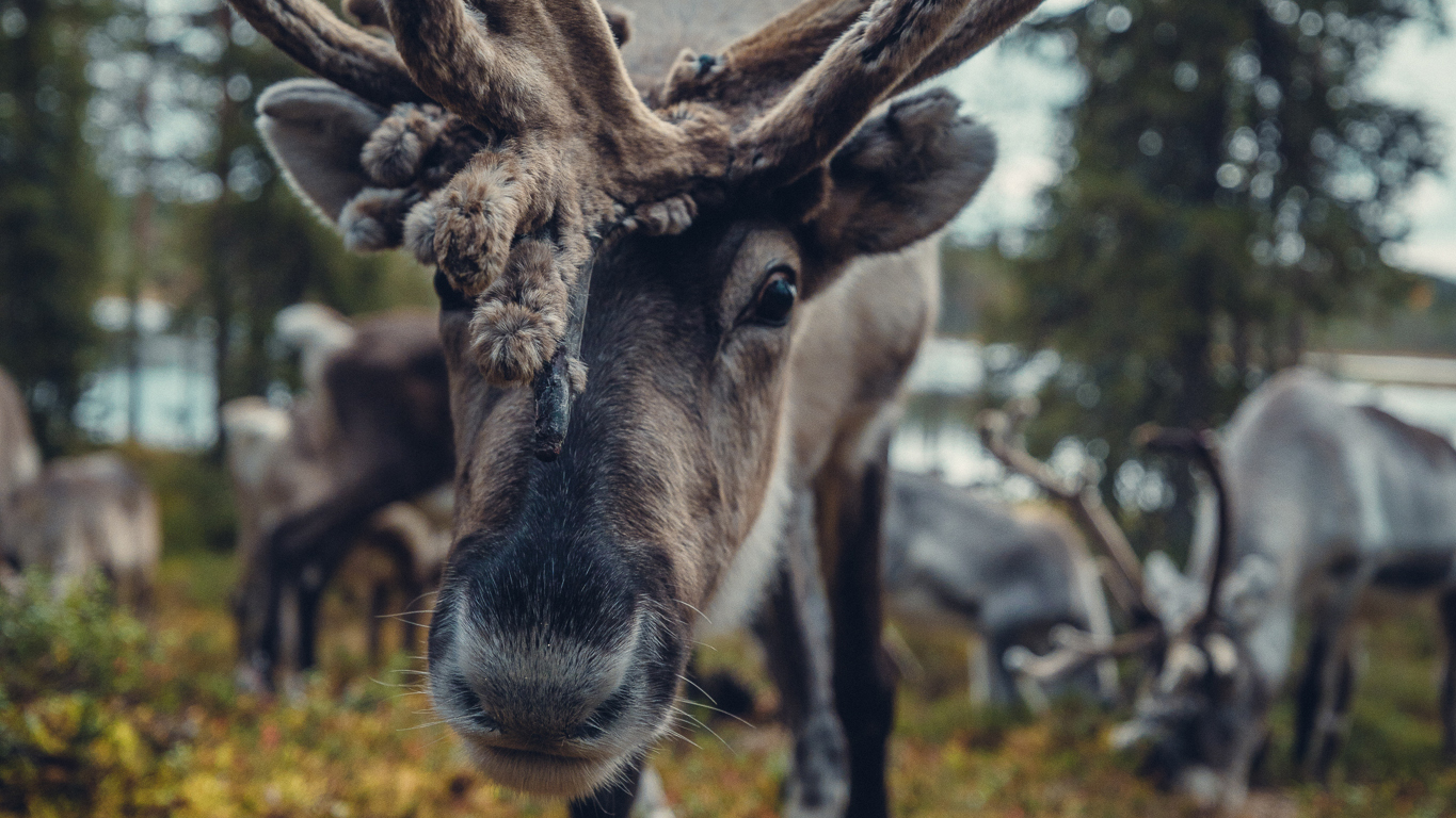 Salla Reindeer Park, remote holiday destination