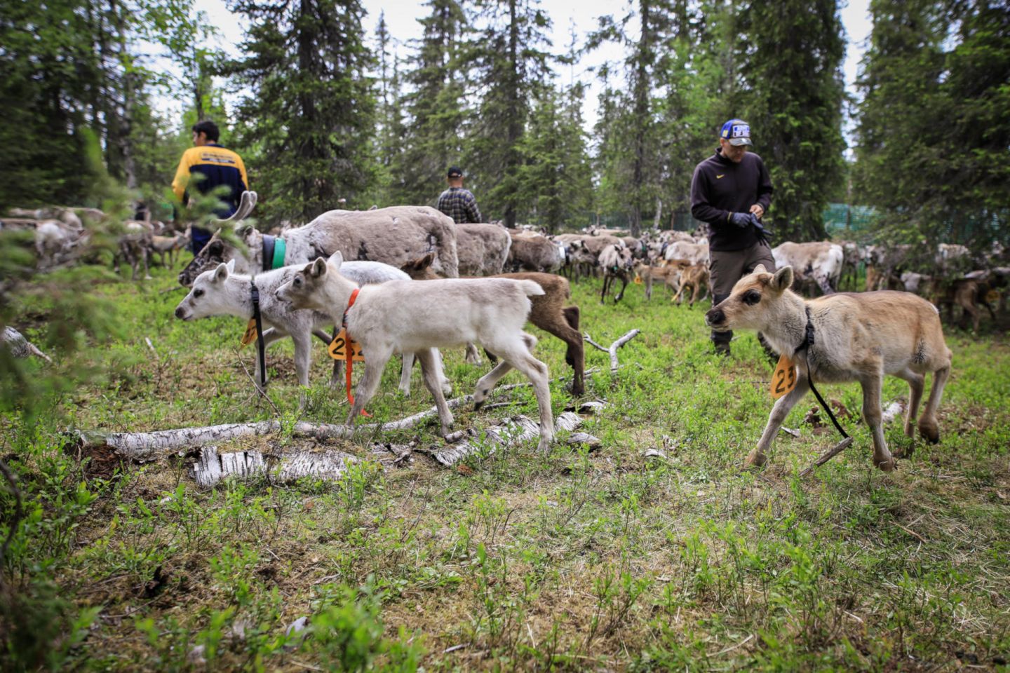 reindeer herding in Ruka, Finland