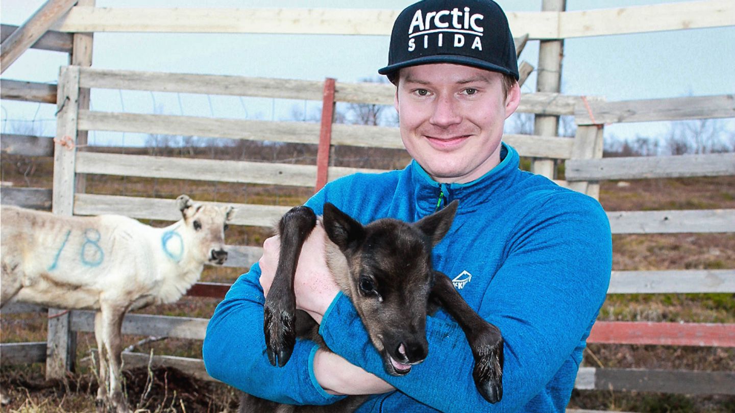 Reindeer herder Aslat-Jon Länsman with a calf in summer