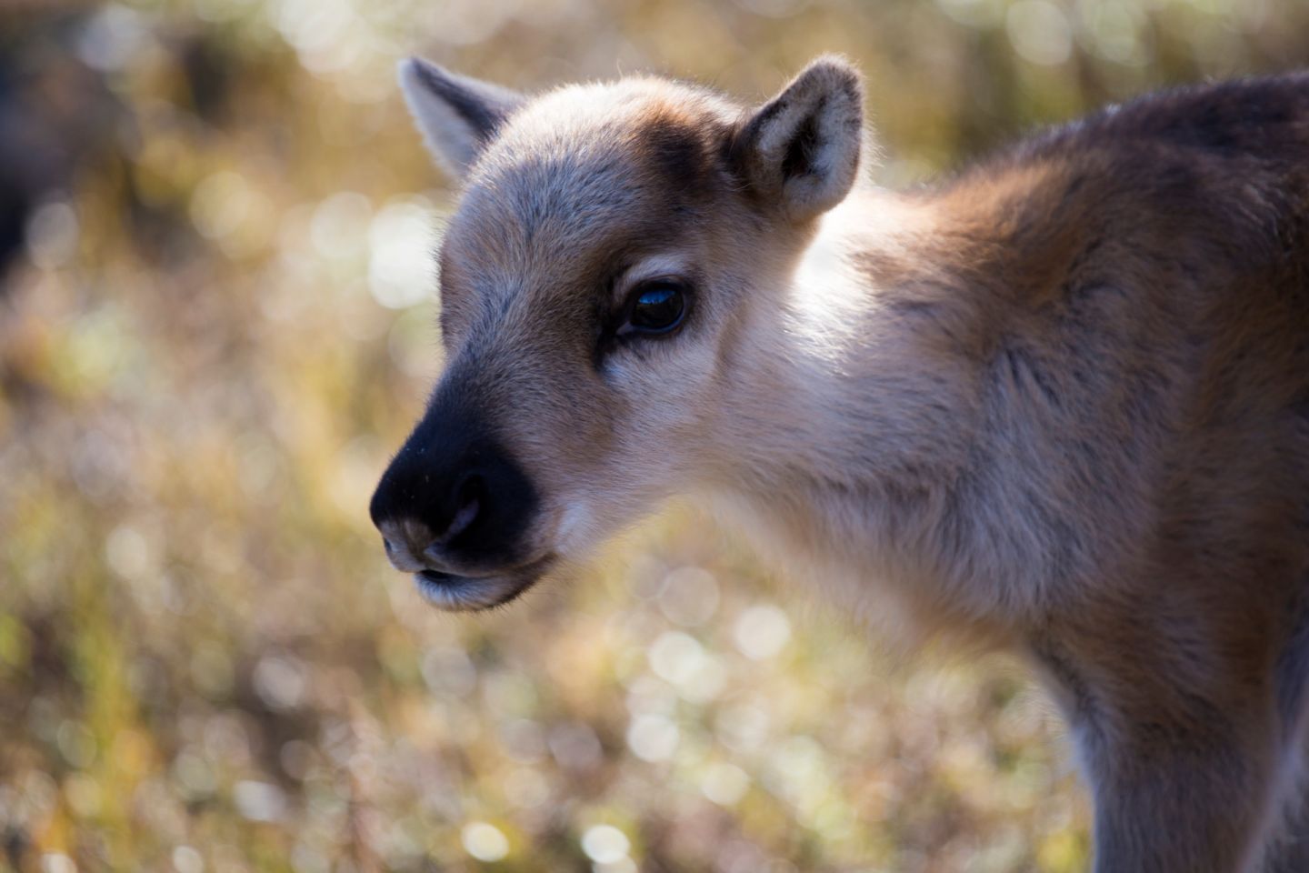 reindeer calf in Lapland